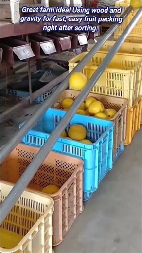 Simple Gravity Slide for Quick Fruite Sorting.