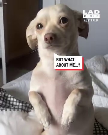 'The dog tries to guilt trip me every time I go to work' | LADbible Australia