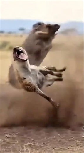 Can the warthog race back in time to save the piglet from the hyena’s attack? 🐗🐖🦴❓ #rescue #danger