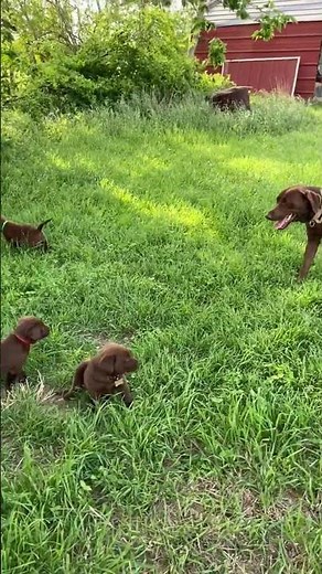 AKC CHOCOLATE LABRADOR RETRIEVER PUPPIES