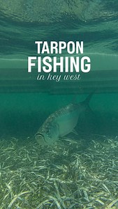 18K views · 140 reactions | When a 100-pound tarpon takes the bait,...