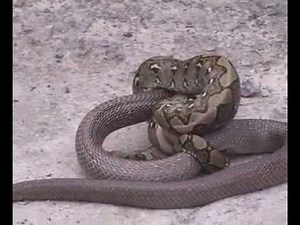Python vs Cobra
