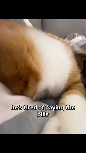 cat memes on Instagram: "bro just got off a shift at the biscuit factory"