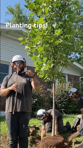 Planting a potted tree? Do this first! #treework #arborist #treeclimbing #treeexperts #treecare