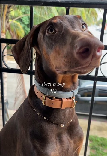 Limber y sus aventuras: ¡Gracias por el amor!