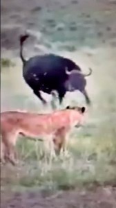 The raw power of an angry Buffalo: Nature’s fury. An epic battle with Lions.