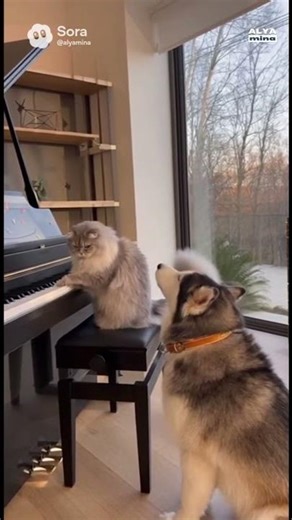 The Ultimate Animal Duet: Cat & Dog Concert