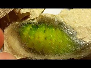 How is the Caterpillar Spinning Cocoon? Do You Know American Moon Moth Actias luna? ENTOMOLOGY STORY