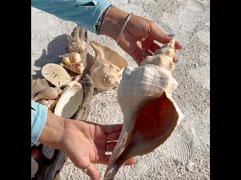 Shell & Tell - An Easy Guide to SW Florida Shells