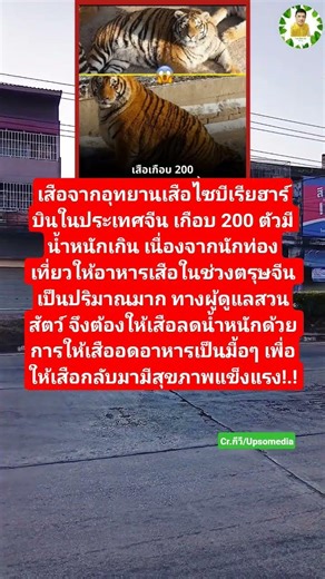 ผู้ดูแลสวนสัตว์ให้เสือลดน้ำหนัก #เสือโคร่ง #สัตว์ป่า #สวนสัตว์ #จีน #ตรุษจีน #สัตว์โลก #สัตว์