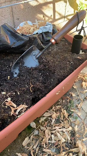 Cultivate 12-Foot Tomato Vines in EarthBoxes