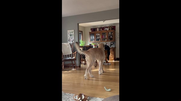 Dramatic Doggo Howls for Attention