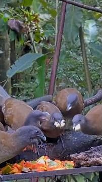 Hungry Gray-headed Chachalacas Devour Papaya and Bananas At Fruit Feeder In Panama