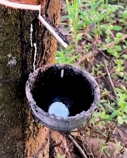 91K views · 314 reactions | Fascinated by the process of rubber tapping | MetDaan Discovery | Facebook