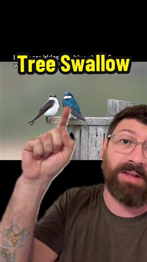 Discover the Tree Swallow: Bird of the Week