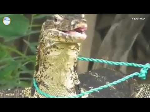 THE BEST TRADITIONAL HUNTING FOR BIG LIZARD IN JUNGLE