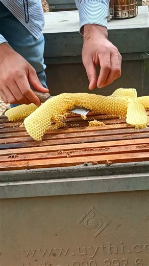 Real Honey Harvest Day at My Bee Farm #beekeeping #beekeeper #honey #honeybeesting