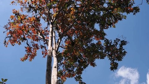 clip-3992889389-trees-change-color-shed-their-leaves-summer