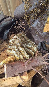 271K views · 6.4K reactions | Bees do the darndest things... like building their hive under a woodpile tarp! 浪 #savethebees #bee #rescue #beekeeping #safetyfirst #animals #bugs #insects #nature #contractor | Mr. Mrs. Bee Rescue | Facebook