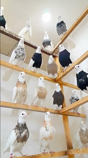 “Royal Fancy Pigeon | Premium Breed Showcase 2025” “World Class Fancy Pigeon | Rare Color & Shape”