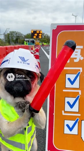 #今日のパグ警備 #安全啓発 #一歩 #セシム #shorts