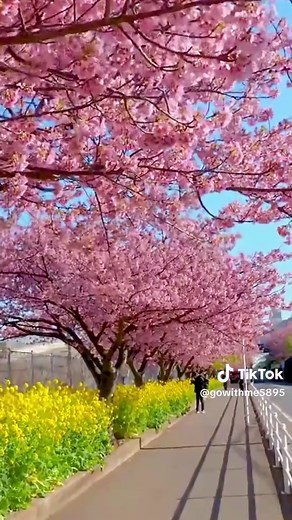 Sakura 2025: Discover Miura's Beauty in Kanagawa