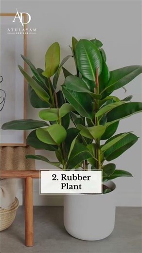 Top 5 Must-Have Indoor Plants 💚🌱