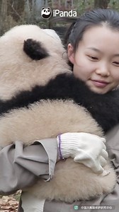 53K views · 4.6K reactions | How to hug a baby panda properly? Welcome to nanny’s tutorial. #HiPanda #PandaMoment #CCRCGP #BestJobInTheWorld | iPanda | Facebook