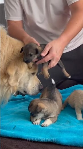 Why do puppies from the same litter look different?