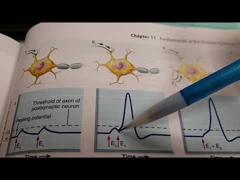 Graded Potentials, EPSPs, IPSPs and Summation
