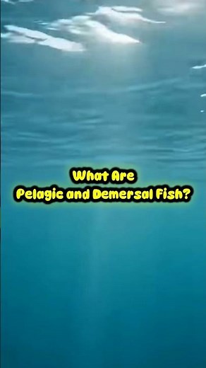 What Are Pelagic and Demersal Fish? 🐟🌊