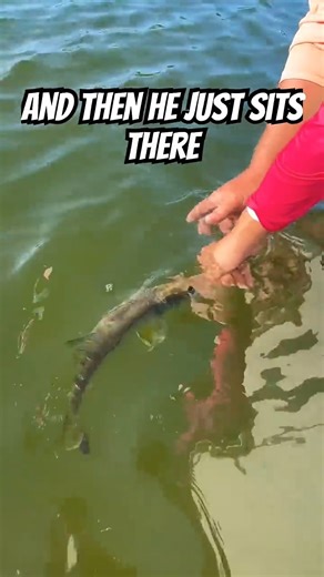 This is how to properly release a snook for maximum conservation. You won’t want to miss this awesome tip from captain Mike #conservation #nature #florida #interesting #learning #knowledge #facts #trending #shorts #shortsfeed #viral #snookfishing | Go Fish Florida