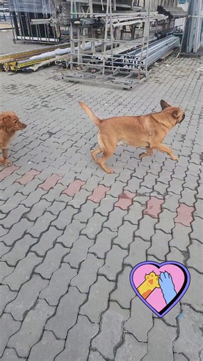 Igorraca Radisavljevic on Instagram: "BRAĆA OPET ZAJEDNO?!?! ALI su NA ULICI i TRAŽE DOM!!!..."