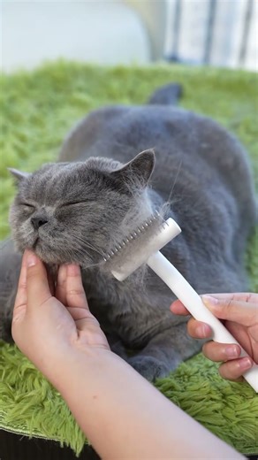How I Brush a Cat That Doesn’t Like Grooming