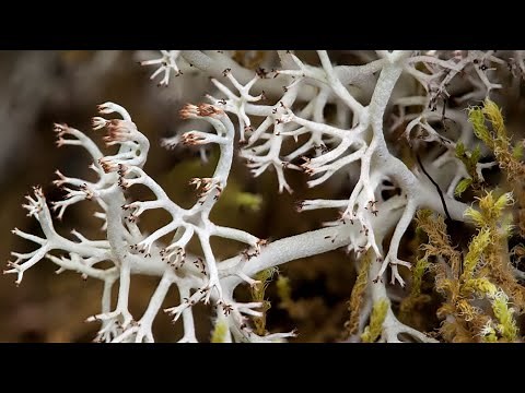 Introduction to Lichen and Bryophytes (mosses, liverworts, and hornworts) of Western Washington.