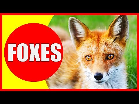 FOXES FOR KIDS - Fox Facts for Children, Kindergarten and Preschoolers
