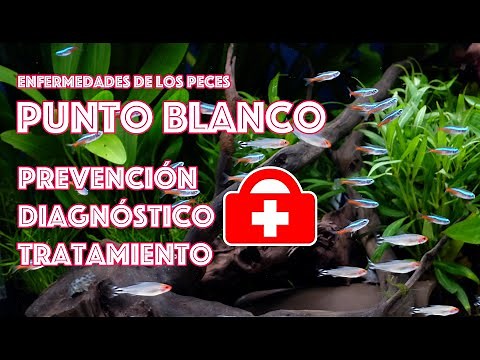 Aquarium Fish Diseases 🤧 WHITE SPOT - Prevention, Diagnosis, and Treatment