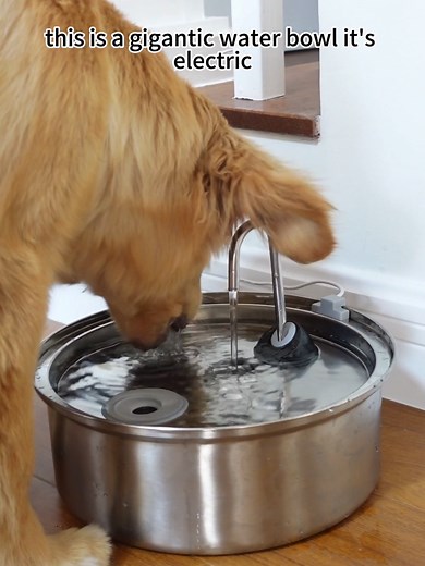 Smart Water Dispenser for Dogs: Convenience and Design