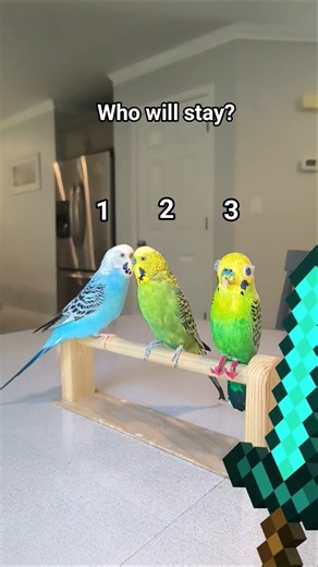 who will stay? #funny #animals