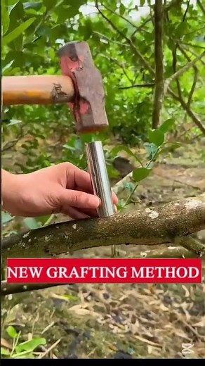 NEW GRAFTING METHOD | INNOVATIVE FRUIT TREE GRAFTING: STEEL TUBE METHOD