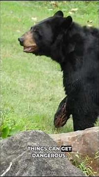 American Black Bear: America's Most Common Bear #shorts