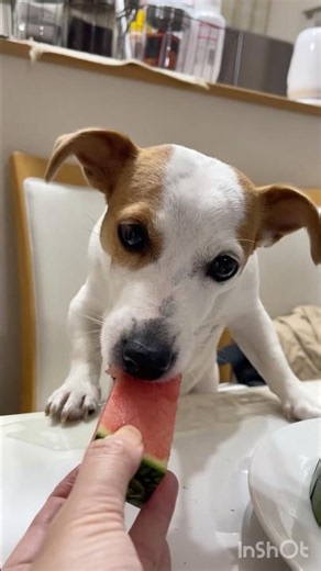 夏を先取り🍉スイカが甘くて止まらない！ジャックラッセルテリアのひまわり＆つばき【ひまチャンネル】#shorts#jackrussellterrier#スイカ