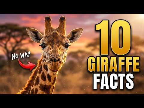 10 Fascinating Facts About Giraffes
