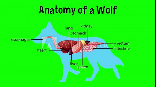 Animated internal anatomy of a wolf