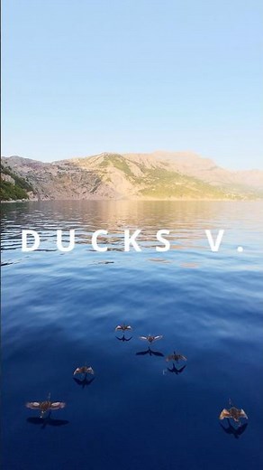 Real-Life Bird Simulator – FPV With Ducks Over the Sea