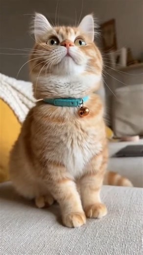 42K views · 2.6K reactions | El Gato Más Exagerado del Internet ✨ Este gatito convierte cada movimiento en una novela dramática: saltos exagerados, miradas intensas y pausas que dan risa. Todo grabado estilo smartphone, con reacciones reales y espontáneas que hacen el video aún más adorable. #GatoDramatico #GatoTierno #FunnyCats #GatosGraciosos #CatLovers #ViralCats #GatoLatino #CuteCatVideos #GatoExagerado #CatComedy #GatoInternet | RafaCat | Facebook