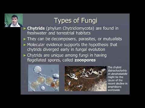 Introduction to Fungi