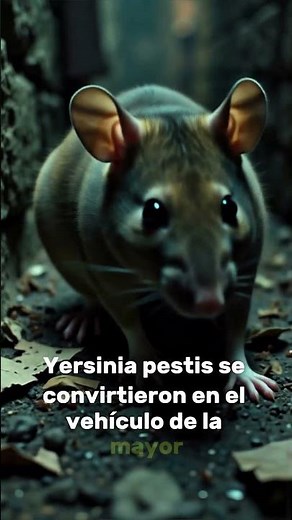 💀 La Peste Negra: La Plaga que Borró Media Europa en el Medievo