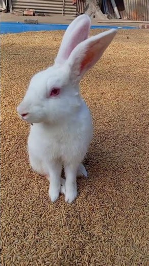 "Bunny eating paddy!!" 😍❤️#rabbit #cute #bunny #pets #viral