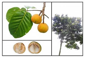 Sandoricum koetjape - Alchetron, The Free Social Encyclopedia